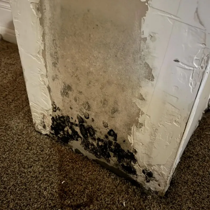 Professional Mold Removal in Lower Lake, CA